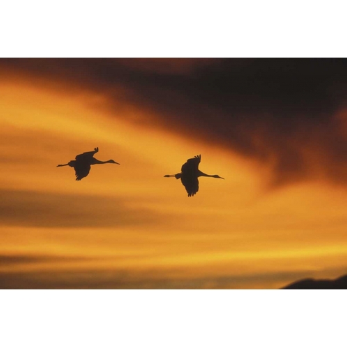 New MexicoTwo sandhill cranes flying at sunset